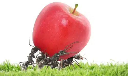 Per disinfestare le formiche, è importante comprendere le loro abitudini e le fonti di cibo