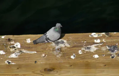 guano piccioni quali malattie porta