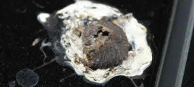 guano piccioni