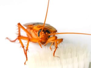 Per prevenire una futura infestazione di blatte, è importante mantenere l'ambiente pulito e ordinato, riparare eventuali crepe e fessure nelle pareti e nei pavimenti e conservare gli alimenti in contenitori ermetici Per prevenire una futura infestazione di blatte, è importante mantenere l'ambiente pulito e ordinato, riparare eventuali crepe e fessure nelle pareti e nei pavimenti e conservare gli alimenti in contenitori ermetici