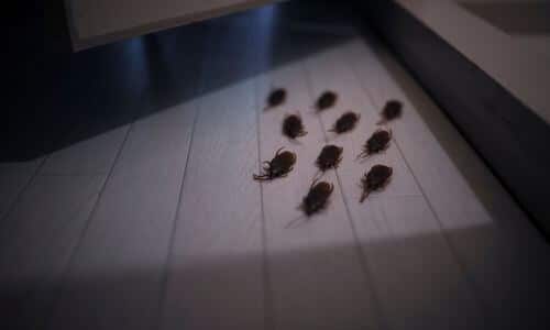 Come Prevenire le Blatte in Casa