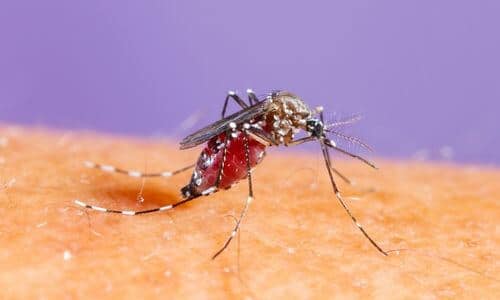 La zanzara tigre, riconoscibile dalle bande bianche e nere sulle zampe, è attualmente considerata il più importante infestante urbano e periurbano dei paesi industrializzati