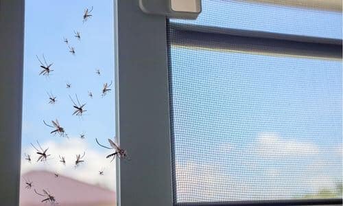 Monitorare l'ambiente e i punti critici da cui era partita l'infestazione serve per tenere sotto controllo la specie infestante